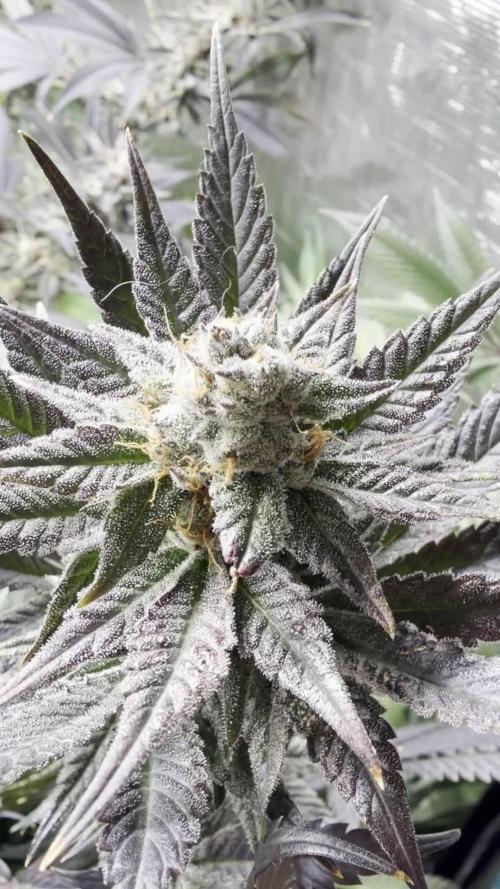 Lemon Cherry Gelato