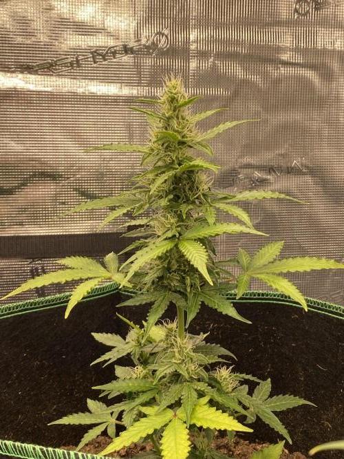 Mimosa Cake Auto. Week 6