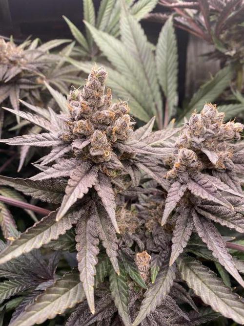 Red Red Wine. Week 8