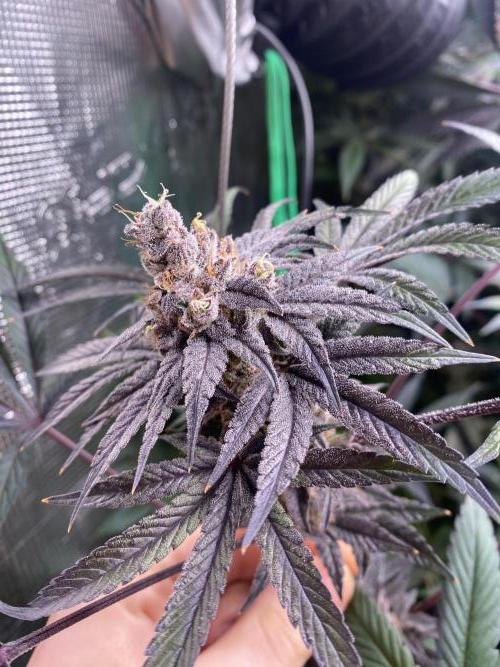 Red Red Wine. Week 8