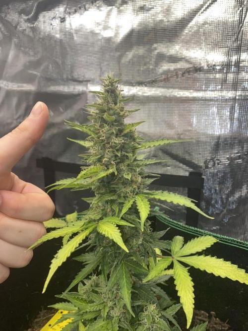 Mimosa Cake Auto. Week 6