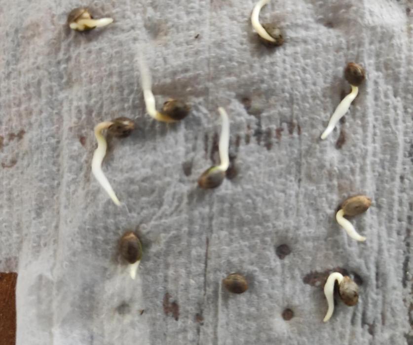 Blue Martini Wet - Annibale Genetics. Week 0