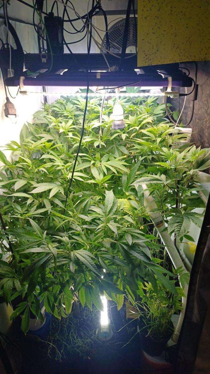 Blue Martini Wet - Annibale Genetics. Week 10 - blue martini wet regular vegetative - annibale genetics & seedshop