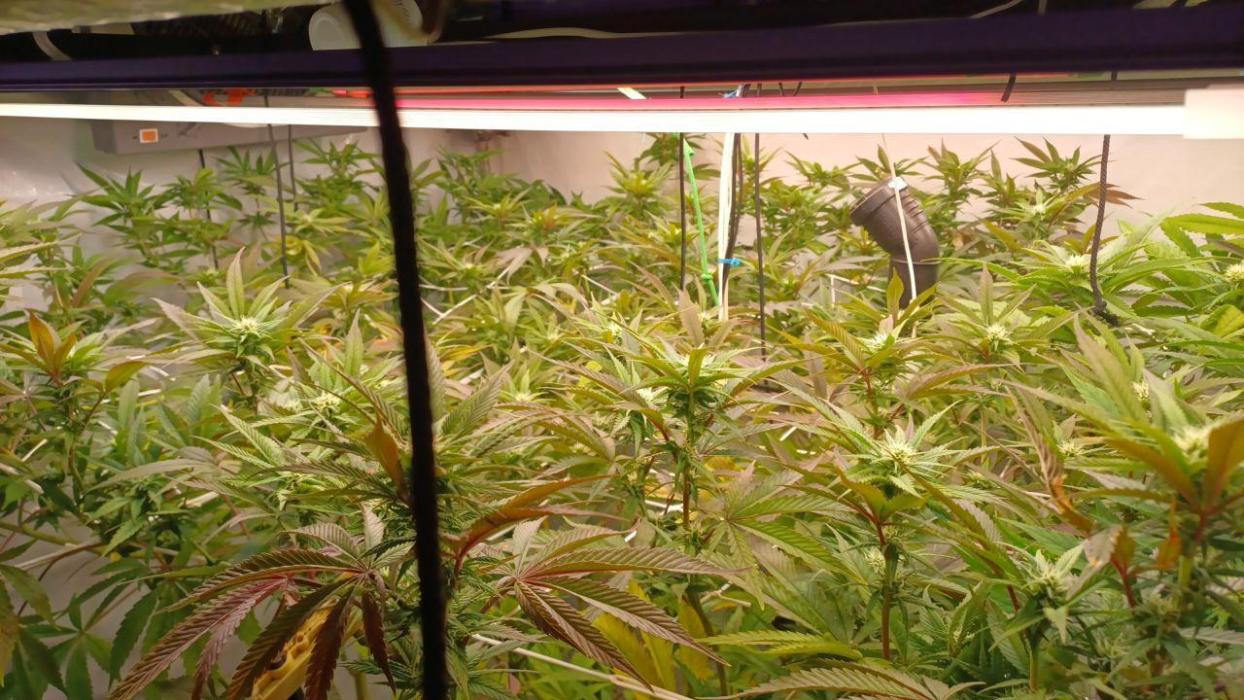 Blue Martini Wet - Annibale Genetics. Week 13 - 3 week flowering - blue martini wet annibale genetics