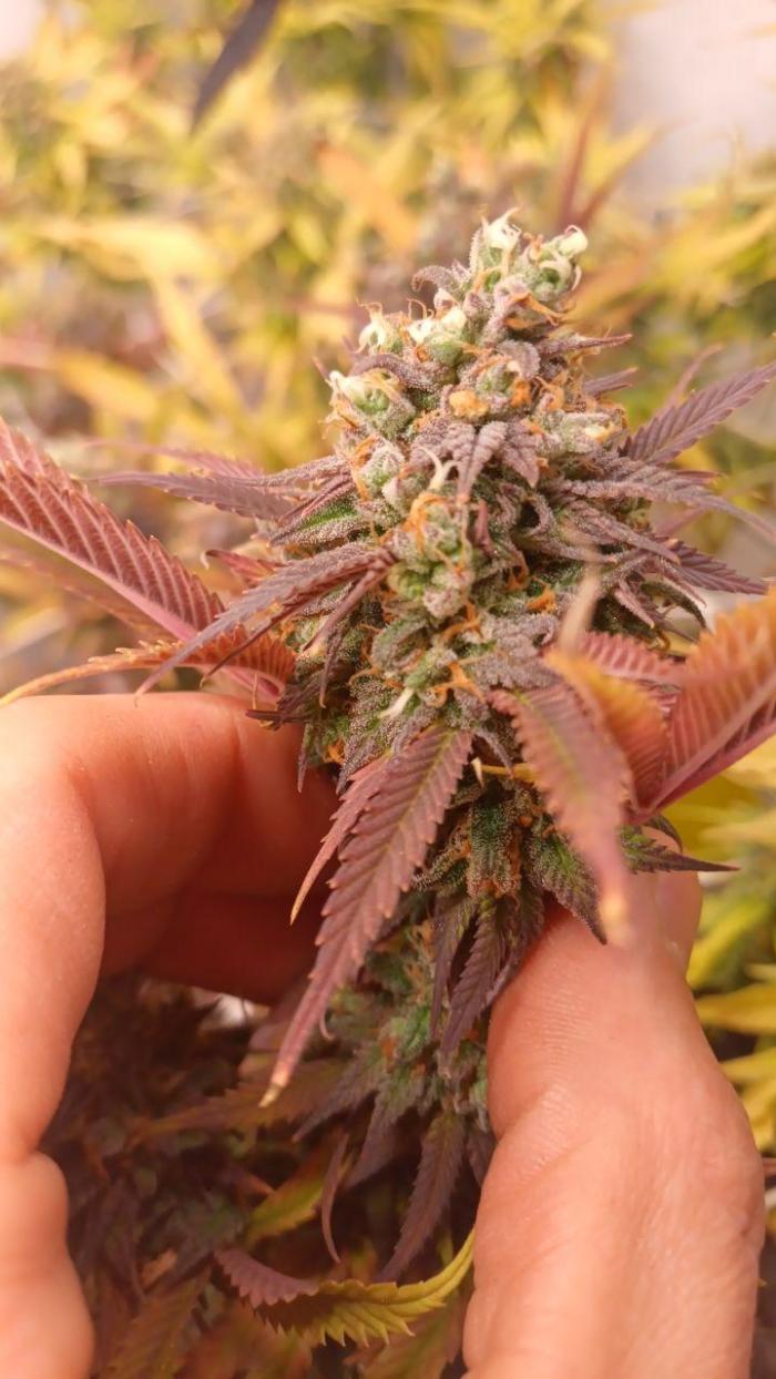 Blue Martini Wet - Annibale Genetics. Week 18 - 7 flowering week - blue martini wet by annibale genetics & seedshop