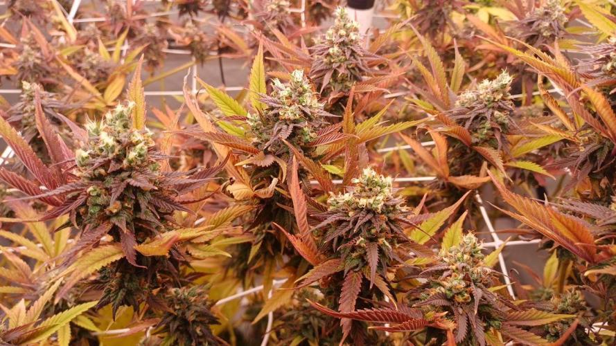 Blue Martini Wet - Annibale Genetics. Week 20 - Blue Martini Wet - made by Annibale Genetics in Annibale Seedshop
