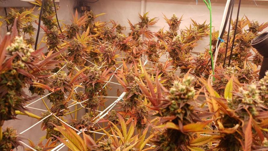 Blue Martini Wet - Annibale Genetics. Week 20 - Blue Martini Wet - made by Annibale Genetics in Annibale Seedshop