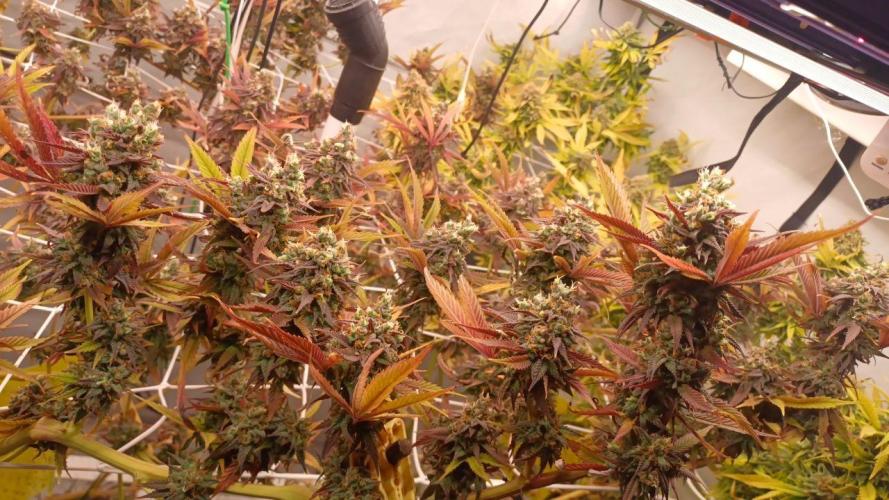 Blue Martini Wet - Annibale Genetics. Week 20 - Blue Martini Wet - made by Annibale Genetics in Annibale Seedshop