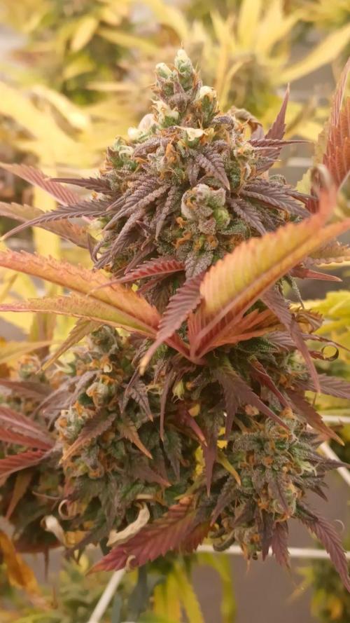 Blue Martini Wet - Annibale Genetics. Week 20 - Blue Martini Wet - made by Annibale Genetics in Annibale Seedshop