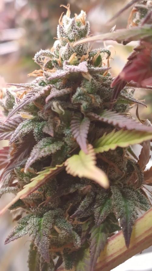 Blue Martini Wet - Annibale Genetics. Week 20 - Blue Martini Wet - made by Annibale Genetics in Annibale Seedshop