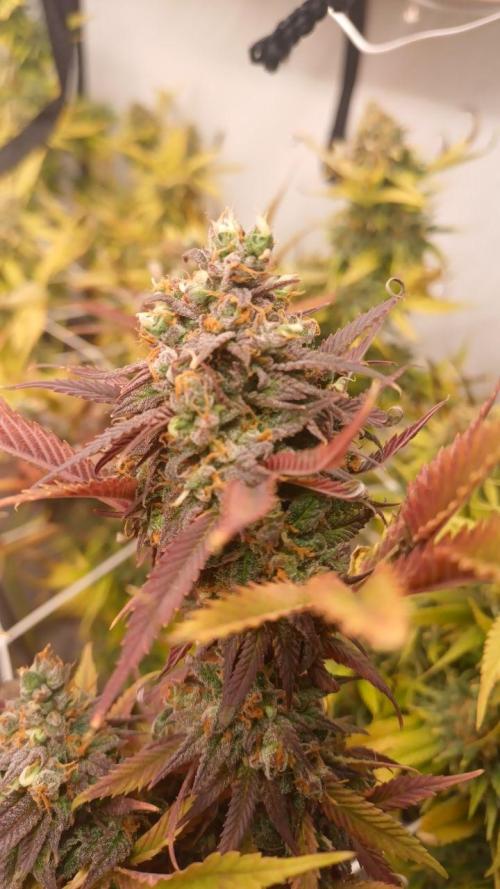 Blue Martini Wet - Annibale Genetics. Week 20 - Blue Martini Wet - made by Annibale Genetics in Annibale Seedshop
