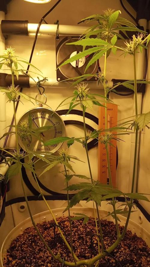 OG kush Micro grow