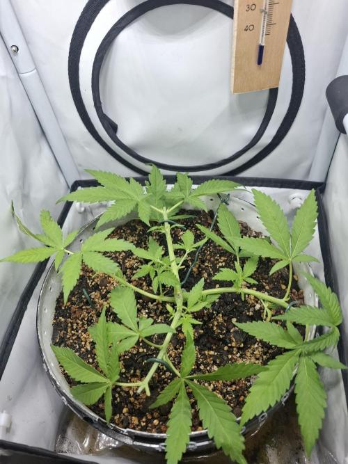 Master Kush. Week 2