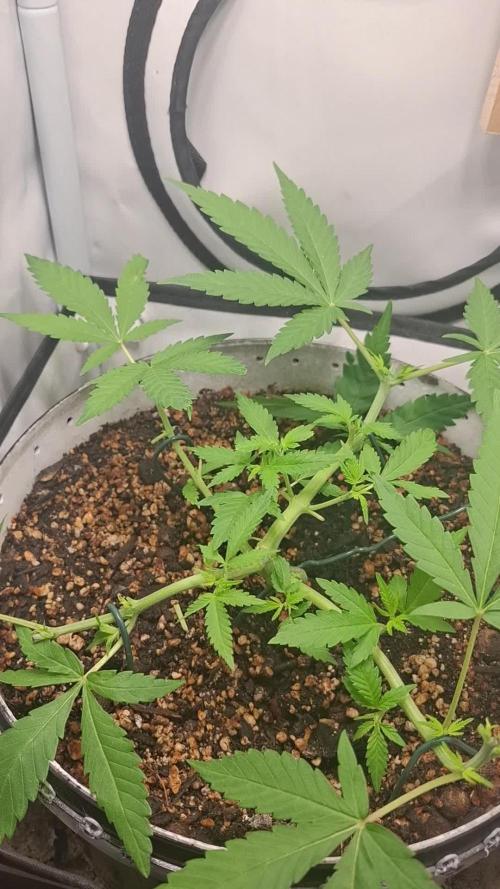 Master Kush. Week 2
