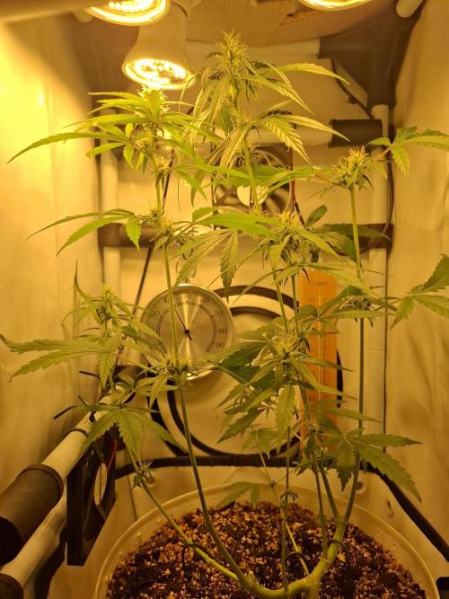 OG Kush. Week 5