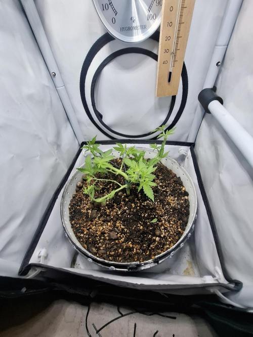 Master Kush. Week 4
