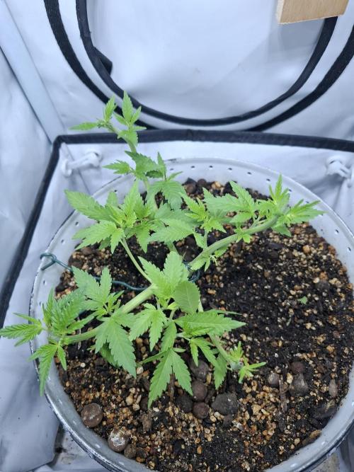 Masterkush Micro Grow. Week 4