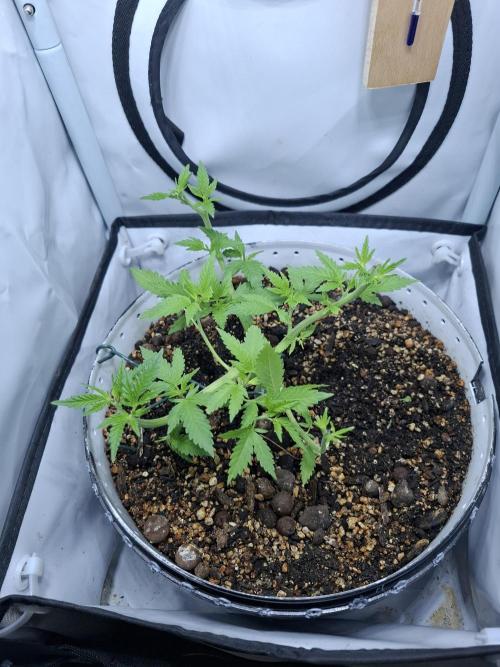 Masterkush Micro Grow. Week 4