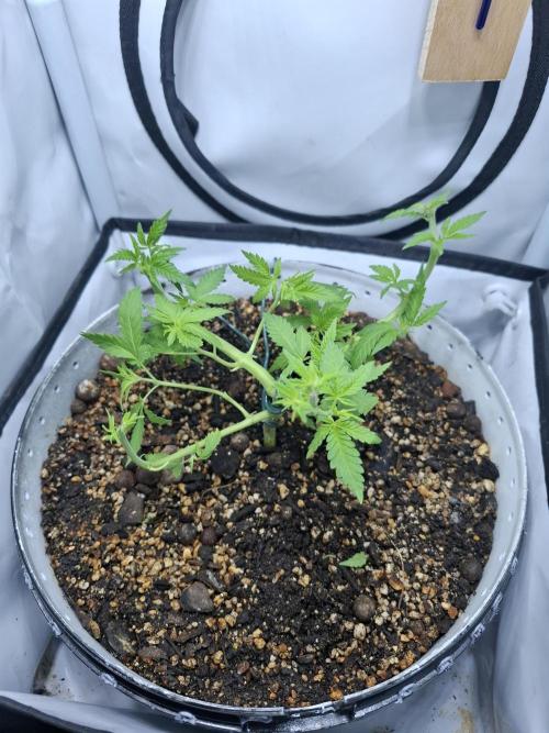 Masterkush Micro Grow. Week 4