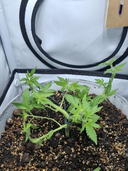 Masterkush Micro Grow. Week 4