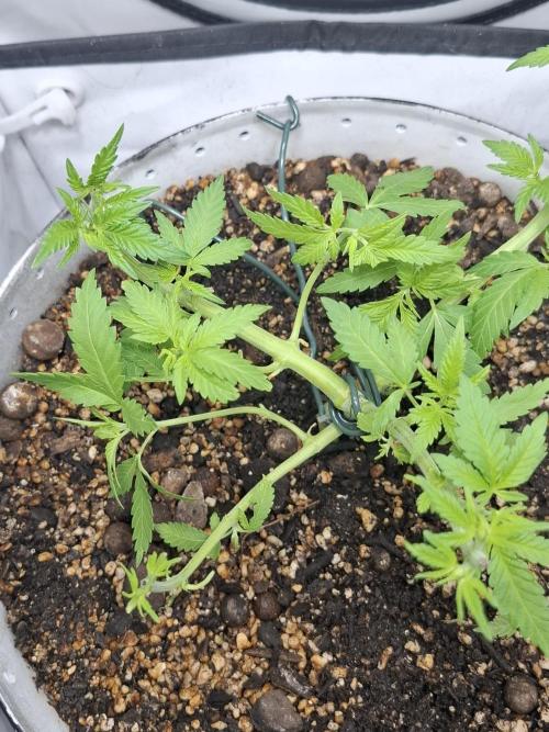 Master Kush. Week 4