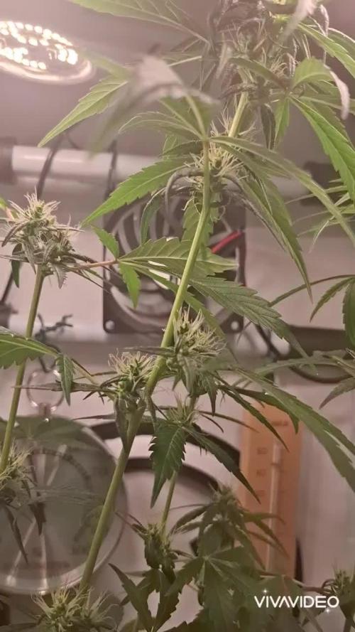 OG kush Micro grow