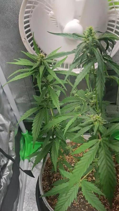 OG kush Micro grow