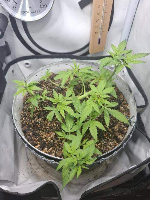 Masterkush Micro Grow. Week 4 - VT 34