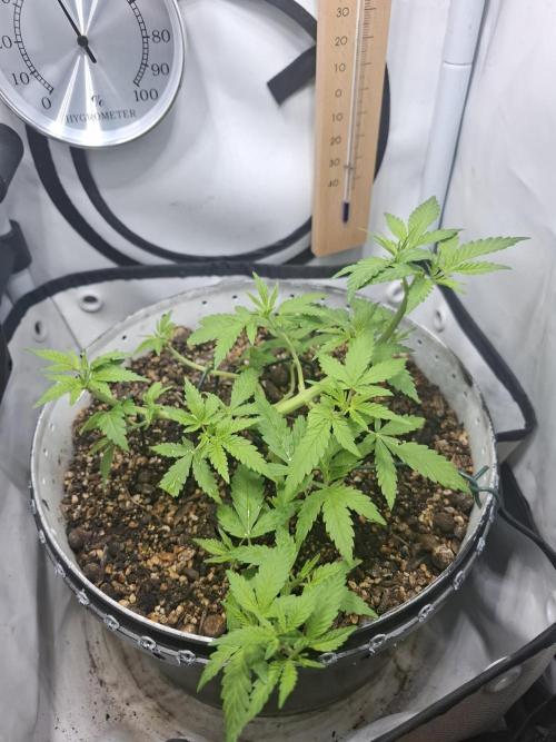 Master Kush. Week 4