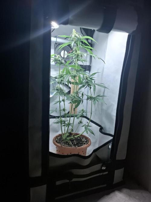 OG Kush. Week 5