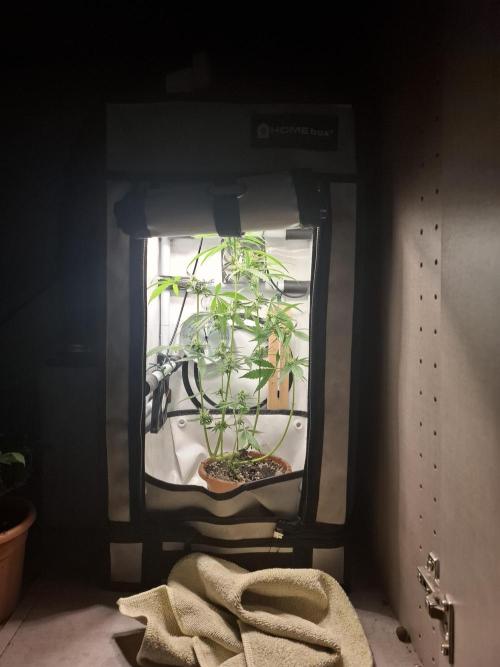 OG Kush. Week 5