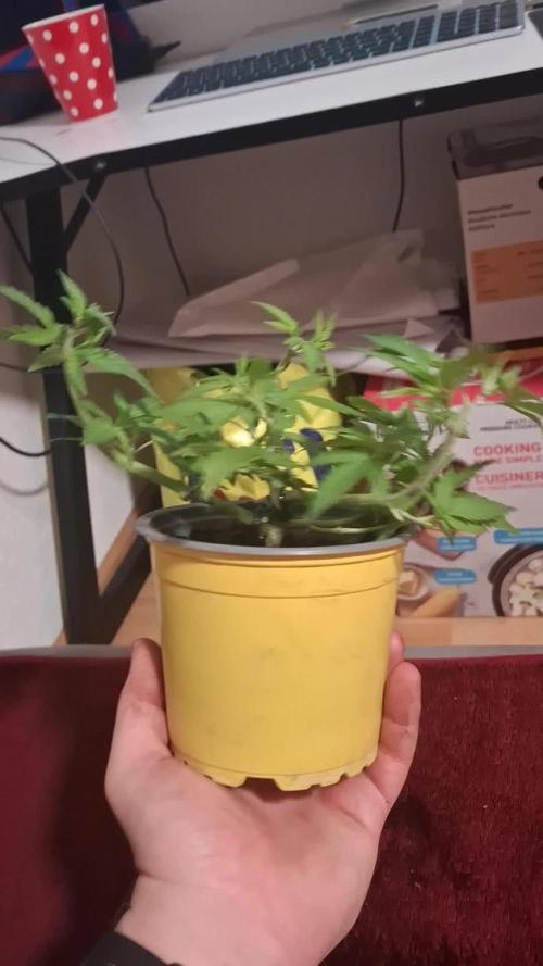 Masterkush Micro Grow