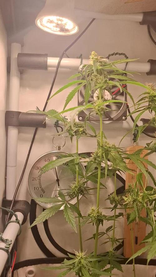 Master Kush. Week 5