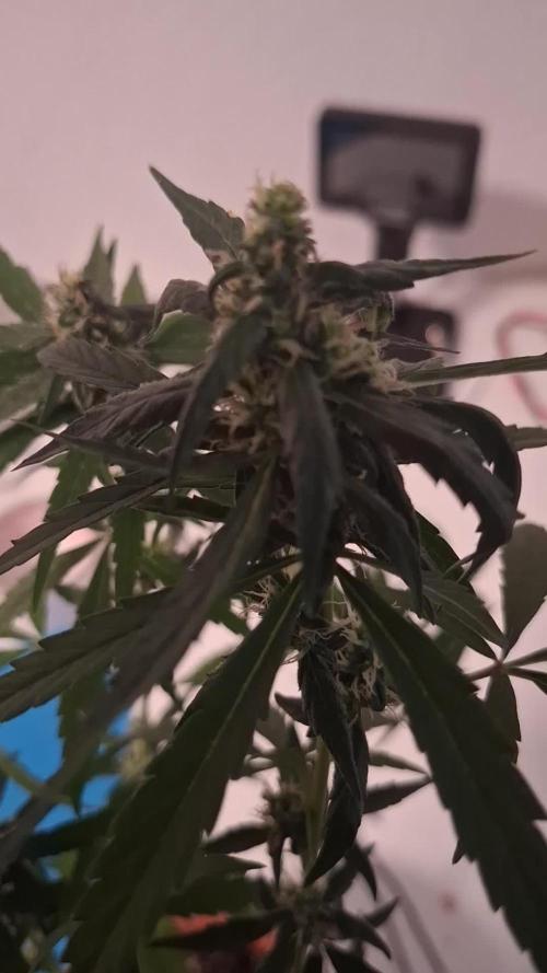 OG Kush. Week 5