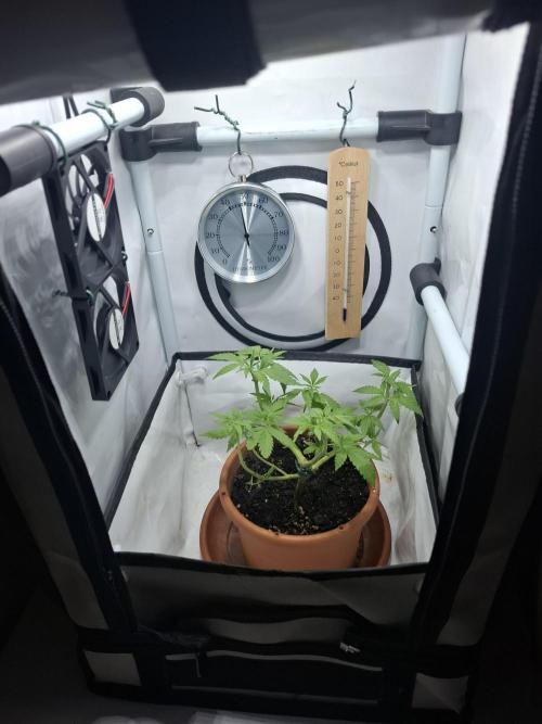 Master Kush. Week 5