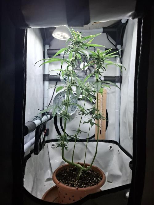 OG Kush. Week 5