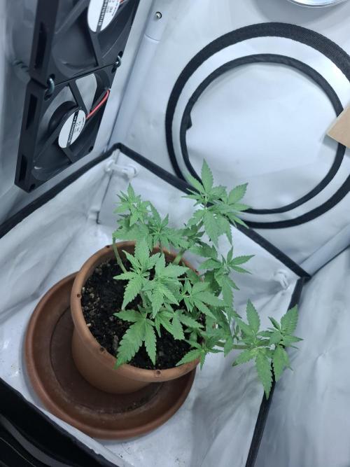 Masterkush Micro Grow. Week 5