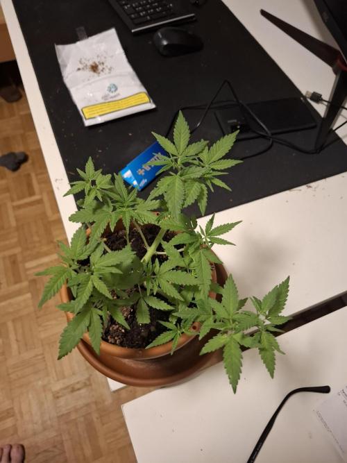 Master Kush. Week 5