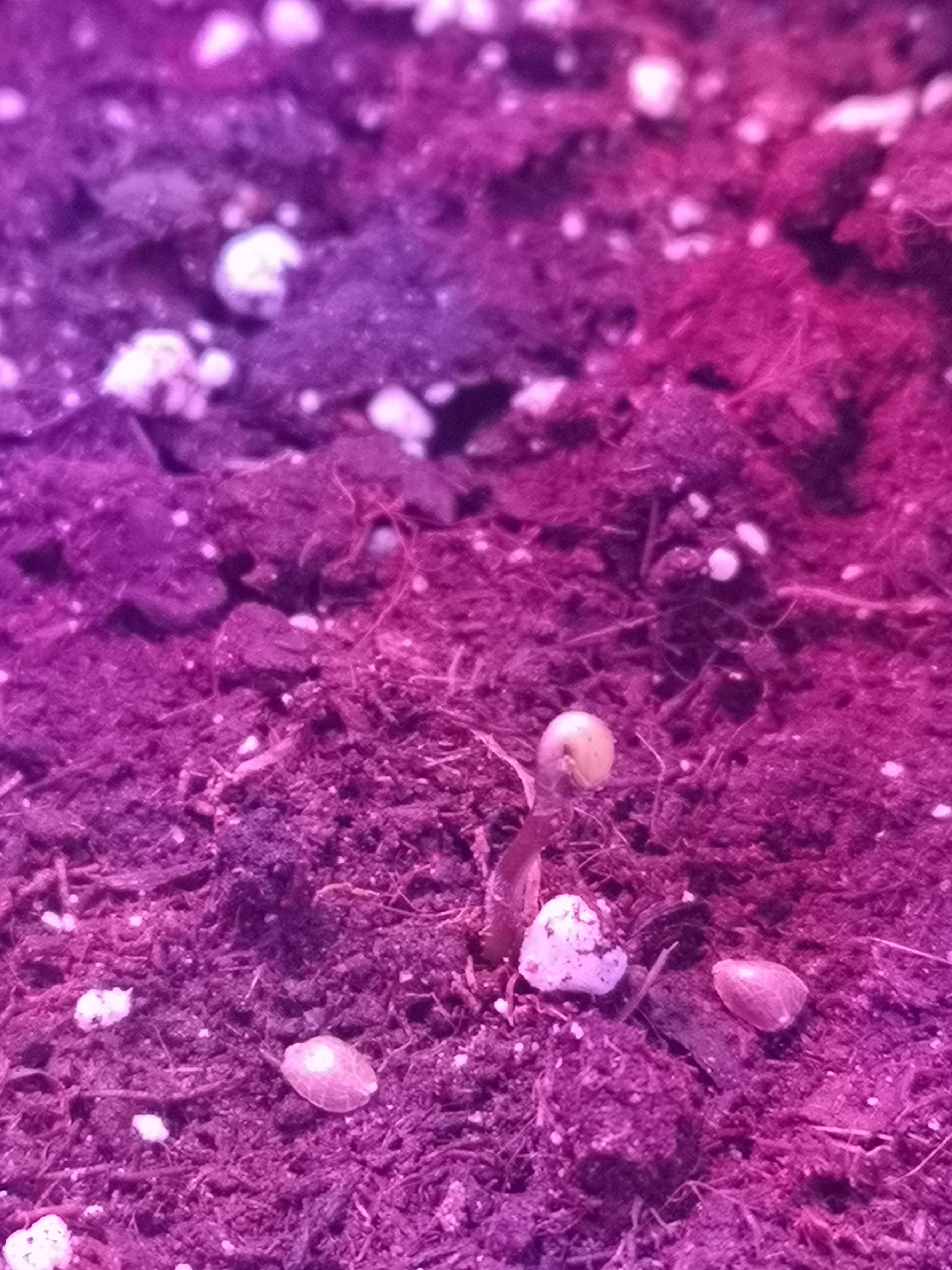 Fast Buds Blackberry Auto grow diary (journal) week1 by Starlord64