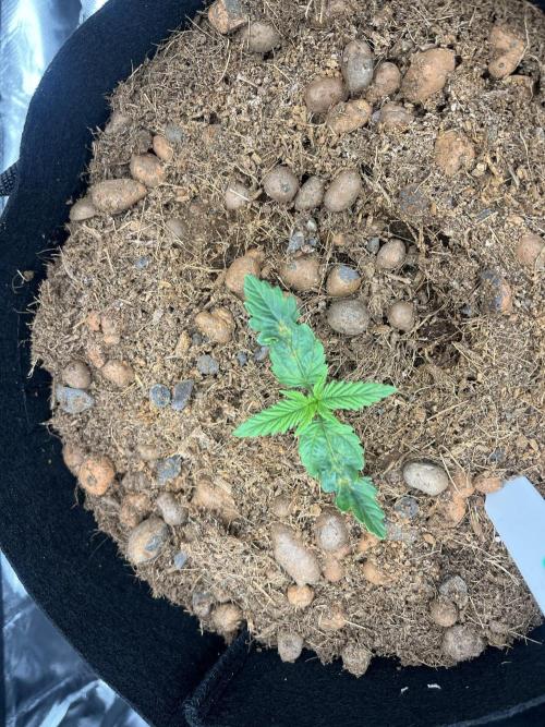 Mixed strain AUTO tent. Week 1