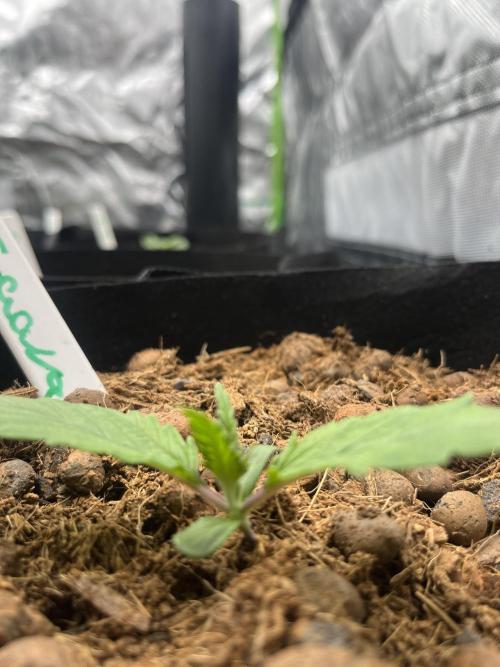 Mixed strain AUTO tent. Week 1