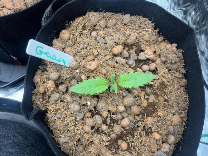 Mixed strain AUTO tent. Week 1