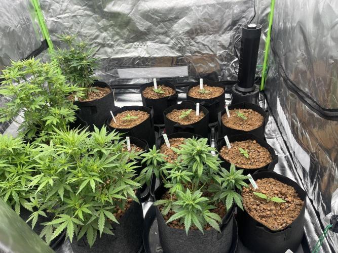 Mixed strain AUTO tent. Week 1