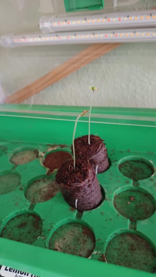 First Grow 2026. Week 0 - Lemon Haze performed a jump start.
Will transfer them to pots asap.