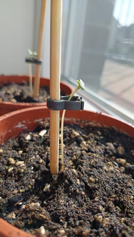First Grow 2026. Week 2 - Searching for the sun :D
