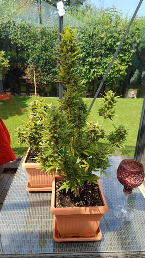 First Grow 2026. Week 12 - The biggest plant is 80cm. 