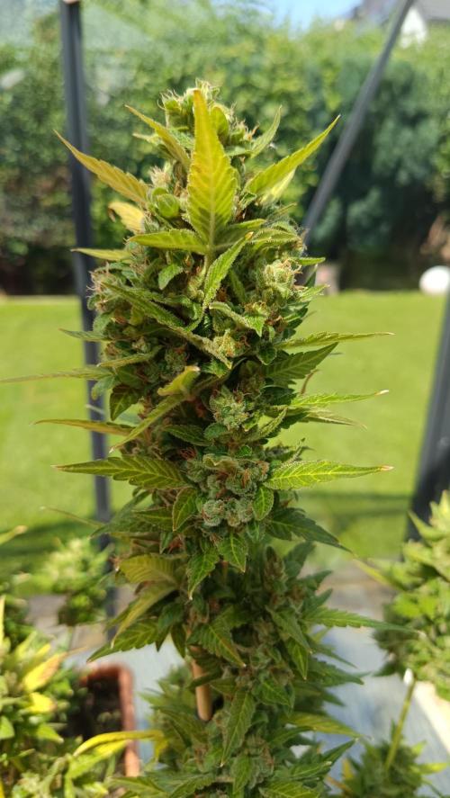 First Grow 2026. Week 12 - Huge flowers