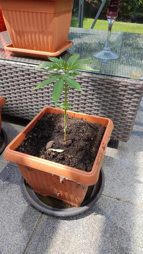 Northern Lights (2nd grow in 2026). Week 4
