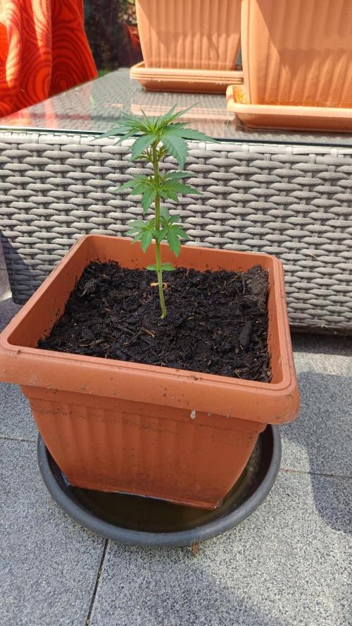Northern Lights (2nd grow in 2026). Week 4