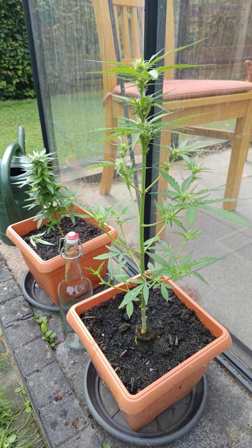 Northern Lights (2nd grow in 2026). Week 6
